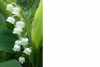 muguet.jpg